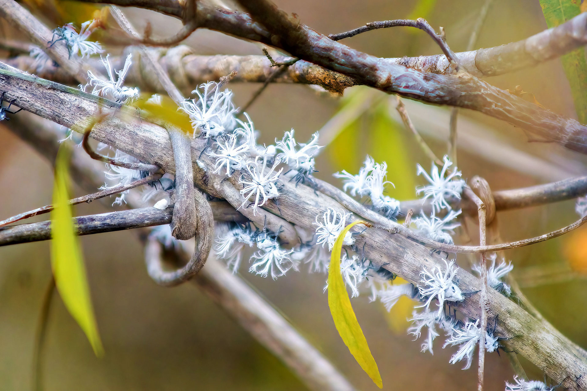 Nymphen von Flatid Blattwanzen